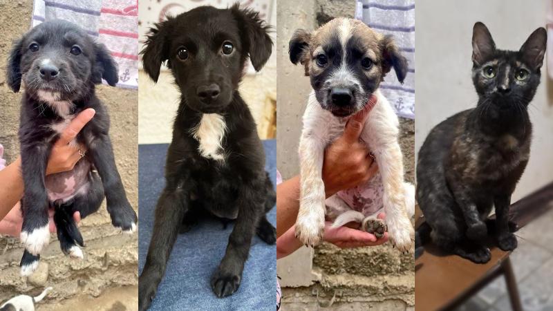 Jornada de adopción tras incendios en Valparaíso