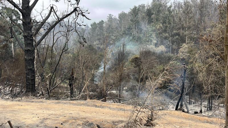 Así quedó el Jardín Botánico de Viña del Mar tras los incendios forestales