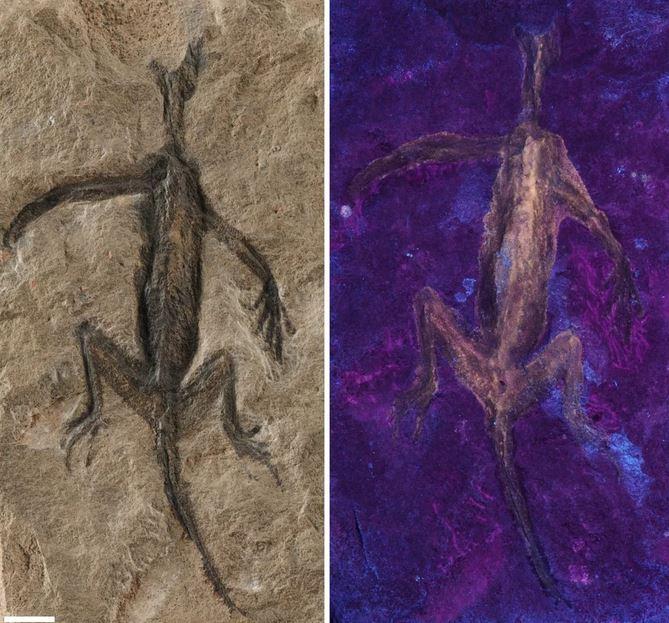 Fósil falso - Créditos: Valentina Rossi