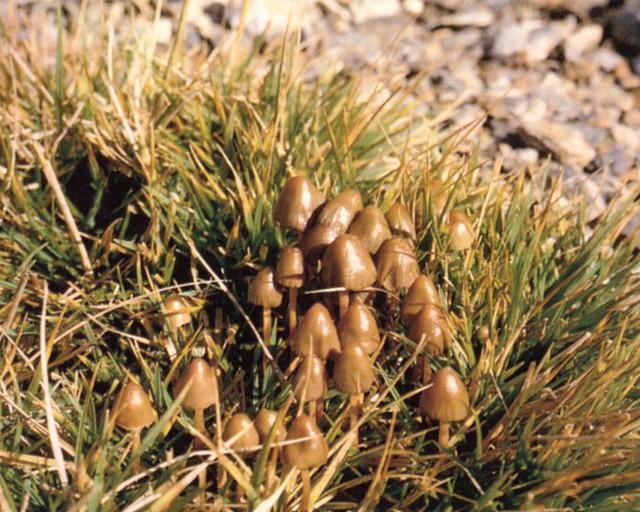hongos alucinógenos