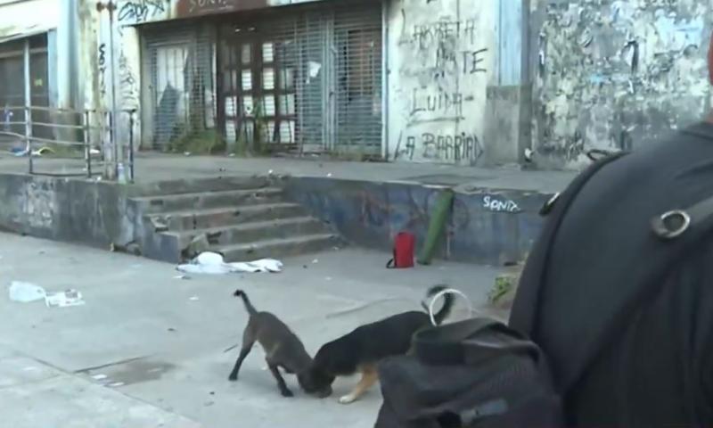 Todo Noticias - Rata irrumpe en punto de prensa en Argentina