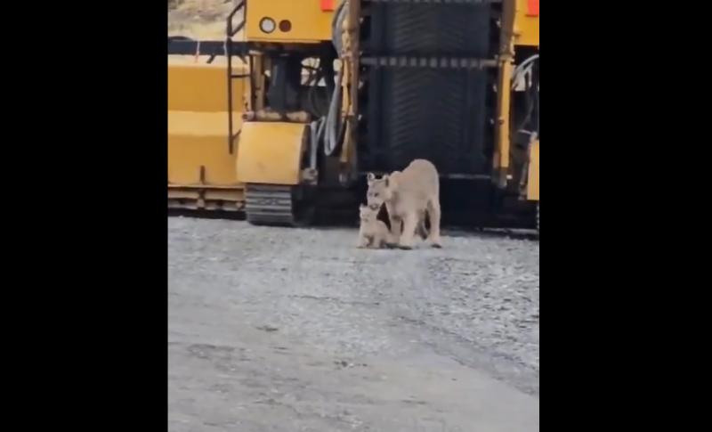 VIDEO | Registran a madre puma "rescatando" a su cría en ruta de Torres del Paine