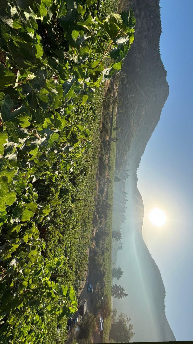 Alexis Sánchez compartió fotos de su viña - Créditos: Instagram