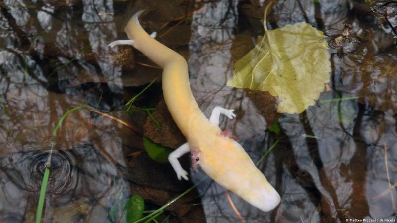 Extraño hallazgo de "crías de dragón" Imagen: Matteo Riccardo Di Nicola