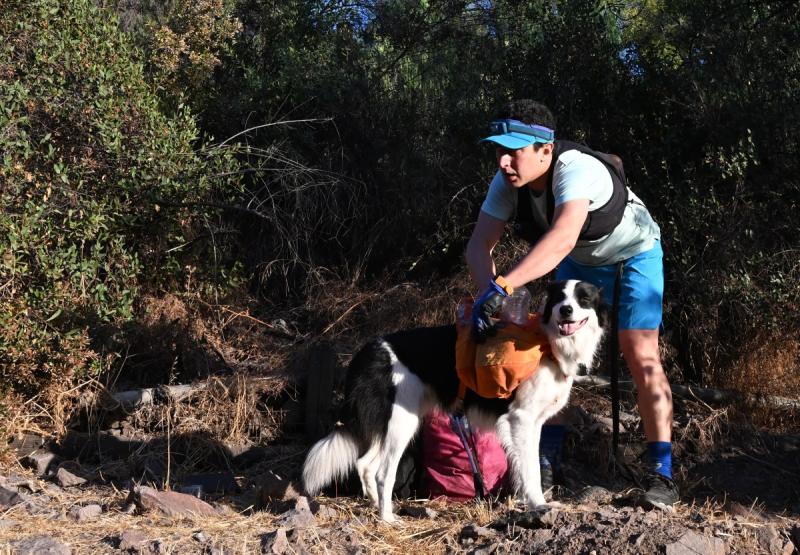 Sam, el perro chileno que recicla la basura del Parque Met