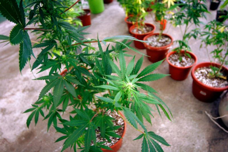 Agencia Uno (Referencial) - Más de mil millones de pesos en cannabis incautó la PDI en dos operaciones policiales