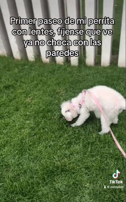 Tik tok - Primer paseo de la perrita con lentes