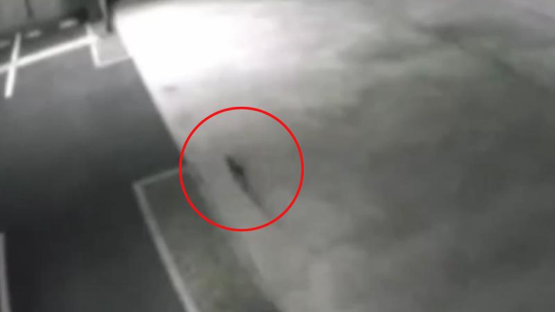 Imágenes de la planta - X