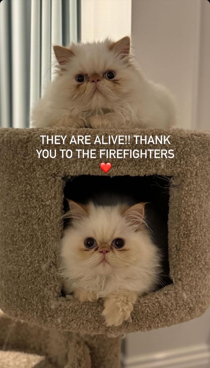 Cara Delevigne lamentó la pérdida de su mansión en Los Ángeles tras incendio