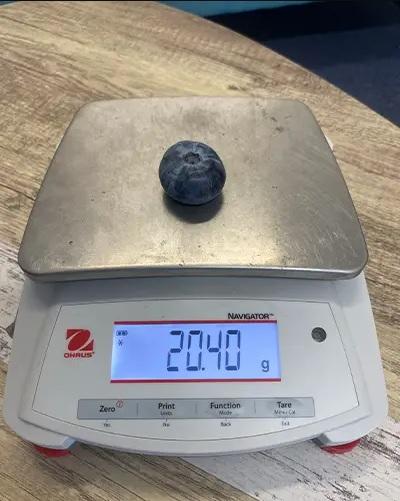 El arándano más grande del mundo