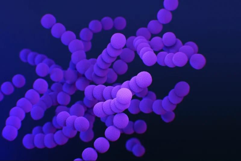 Bacteria estreptococo