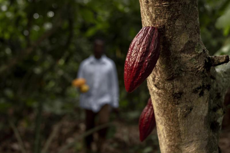 Cacao, el alimento sagrado para los mayas