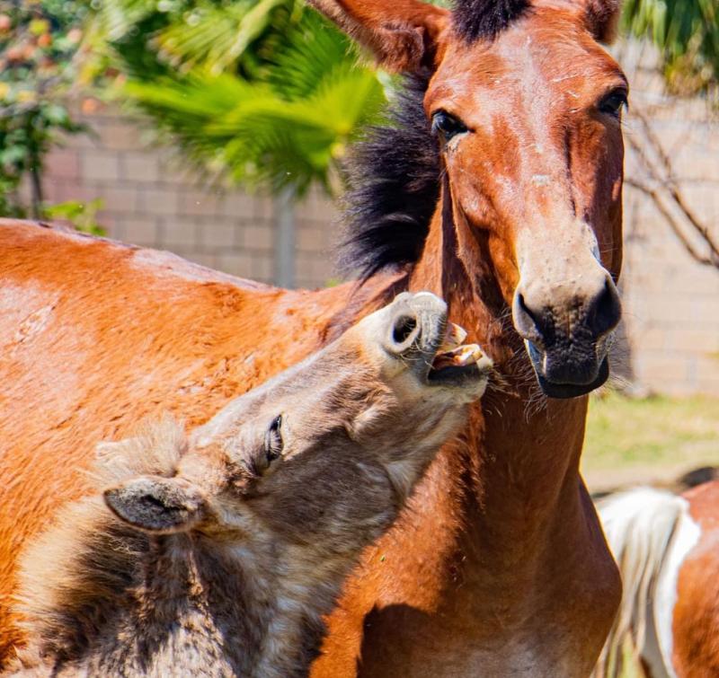 Caballos rescatados en Cuacolandia - @Cuacolandia
