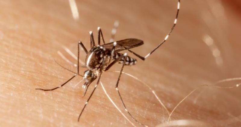 Mosquito que transmite el dengue - Minsal