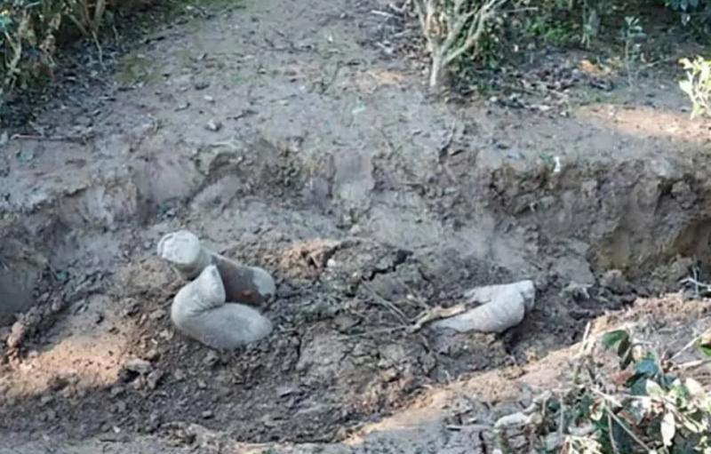 Los elefantes asiáticos entierran a sus crías