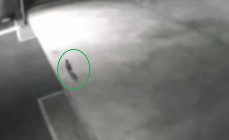 Imágenes de la cámara de seguridad donde se ve al gato arrancando