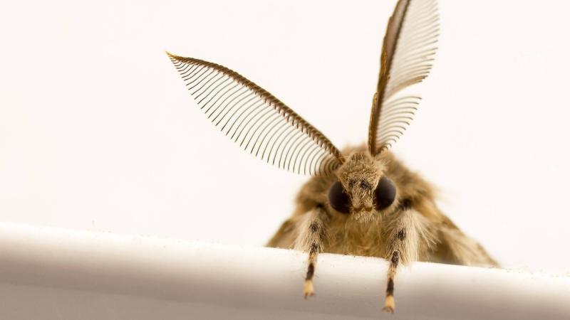 Cómo combatir las polillas de forma natural