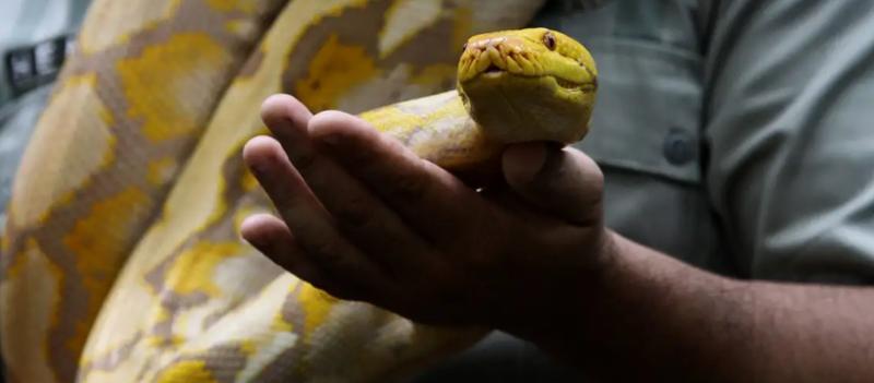 Angga Budhiyanto - DW. Científicos abogan por incluir a las serpientes en la dieta nutricional