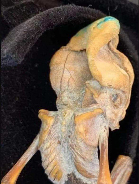 Supuesto extraterrestre hallado en Colombia