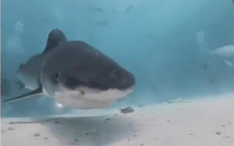 Segundos antes de que el tiburón se "comiera" la cámara