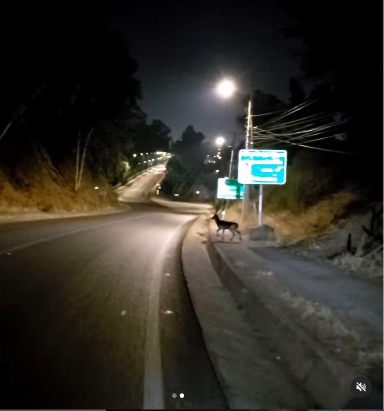 Ciervo en Talca - MTB aventura rutas del Maule