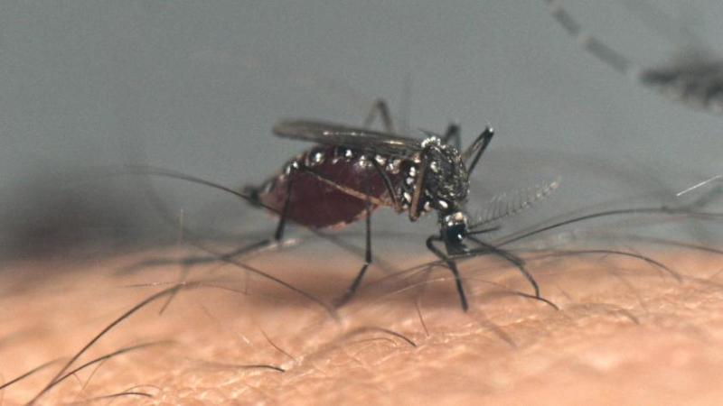 AFP - Mosquitos infectados transmiten dengue