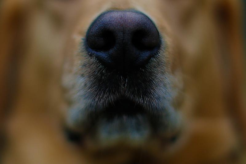 Perros se comieron a su dueño en Mendoza (Imagen referencial-Agencia Uno)