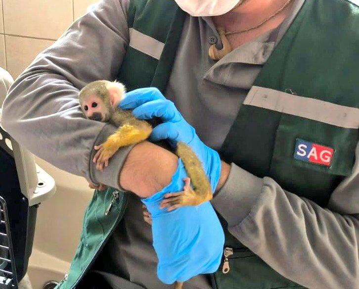 Monito ardilla sobre los brazos de personal SAG