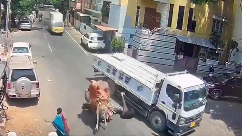 Twitter - Toro embiste a motociclista en India