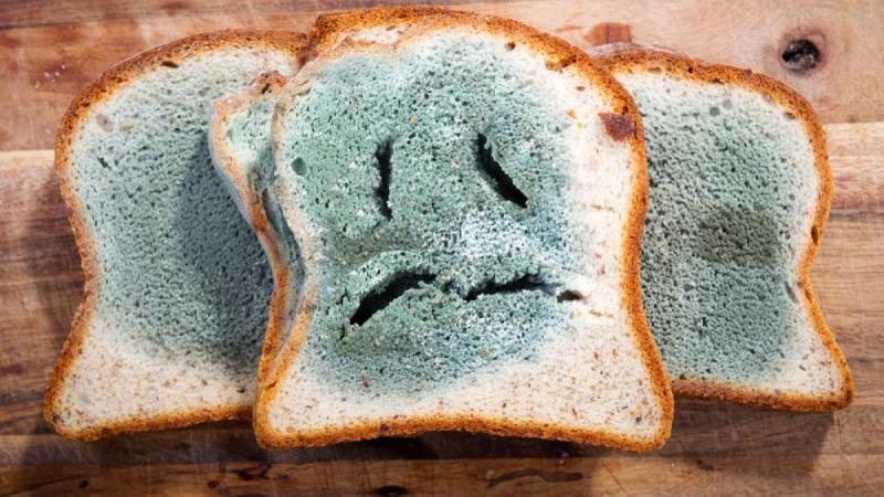 ¿Se puede comer alimentos con hongos? - Instagram