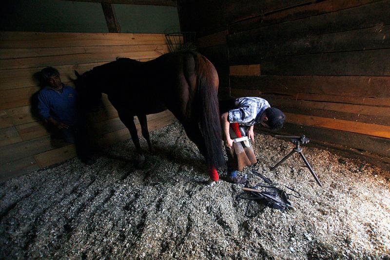 Agencia Uno - Caballo del Club Hípico