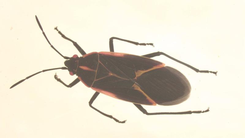 Chinche del arce - INIA Chile