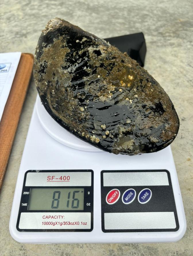 Hallan choro gigante en bahía en Los Ríos: Pesa casi 900 gramos