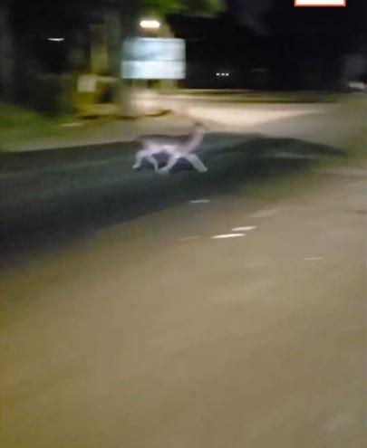 Ciervo es avistado en Talca