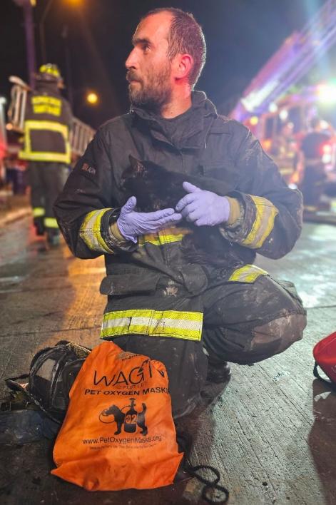 Cuerpo de Bomberos de Santiago - Rescate a gato en incendio