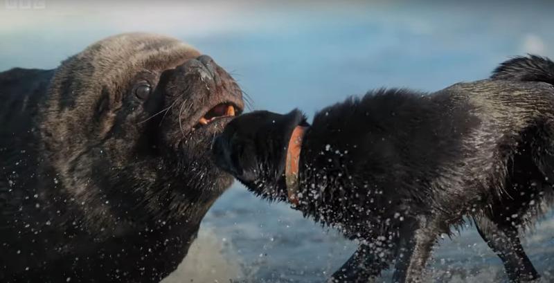 Perros atacan a lobos de mar en caletas de Chile - BBC