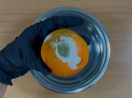 Alimentos con hongos - Ciencia y Cocina