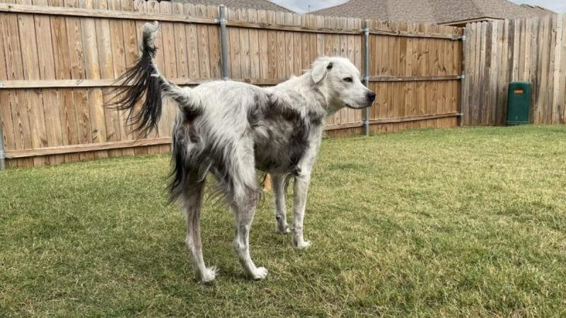 Bunster, el perro con vitíligo - Reddit