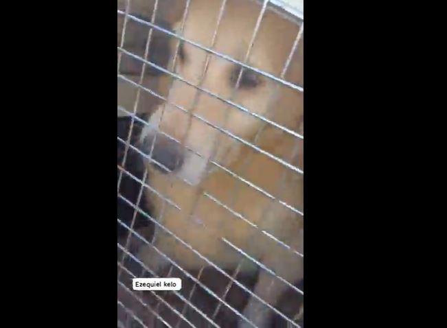 Twitter - Perro rescatado