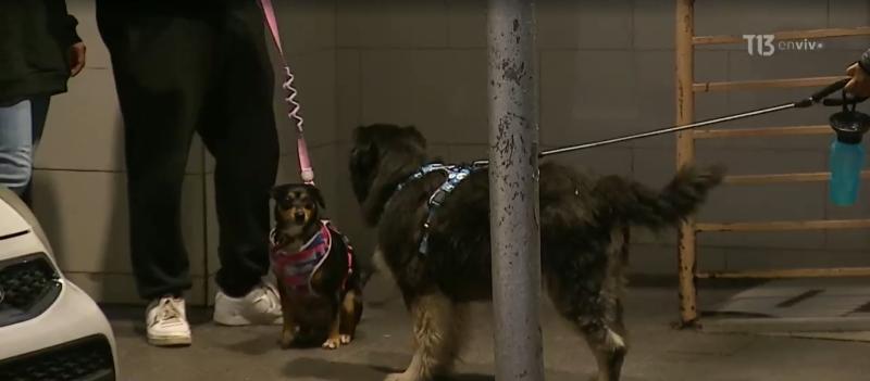 Tras discusión: sujeto lanzó a perro desde el piso 12