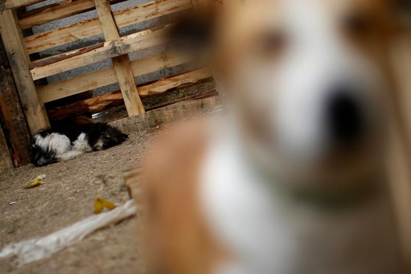 Agencia Uno - Perros silvestres