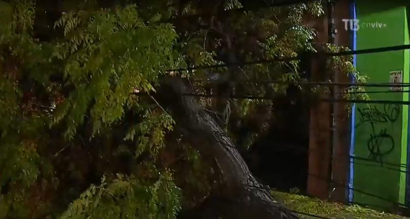 Árbol caído arrasa con cables del tendido eléctrico en Maipú
