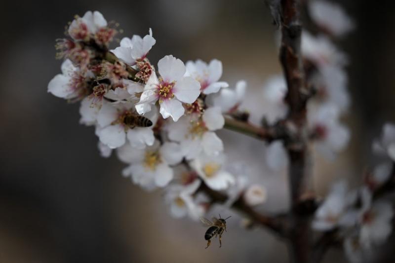 afp - Niña se quejaba de "monstruos" en su pieza, pero eran 60 mil abejas