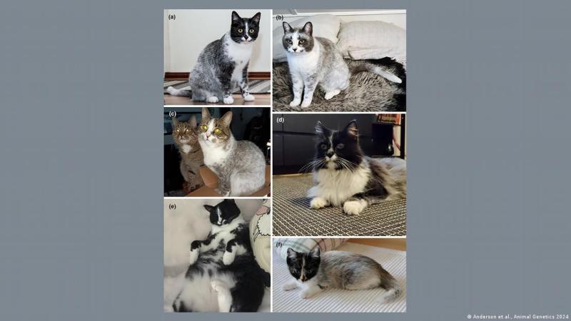 Coloración salmiak en gatos. Características distintivas: patrón esmoquin (bicolor) sin alelos de manchado blanco y gradación del pigmento hasta ausencia en las puntas del pelo. Manchas de color primario en zonas blancas y una punta de cola pálida.