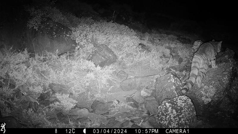 Greenpeace/ AGA - Gato Andino, encontrado con cámaras trampa.