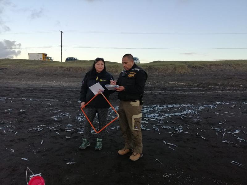 Masiva varazón de sardinas en Hualpén