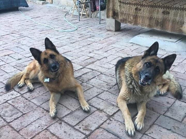 Negrita y Drako, los perros del alcalde Tomás Vodanovic