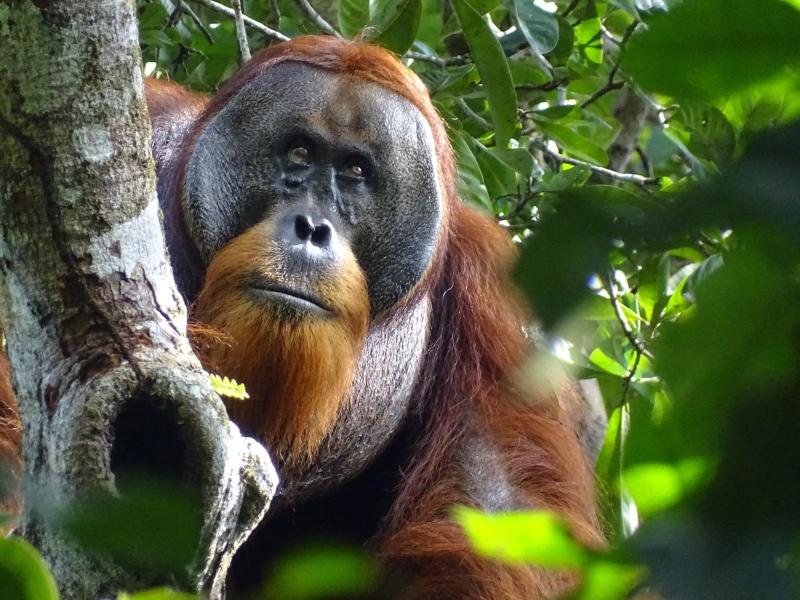 Orangután con su herida curada