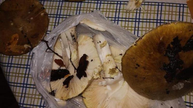 En 2023, una persona murió en Hualqui por comer un "hongo de la muerte"