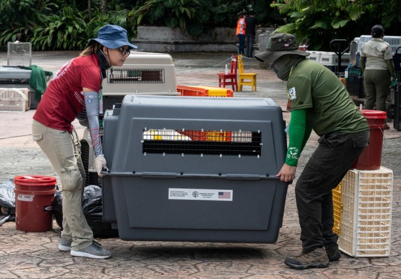 AFP - Más de 300 animales fueron trasladados a un refugio
